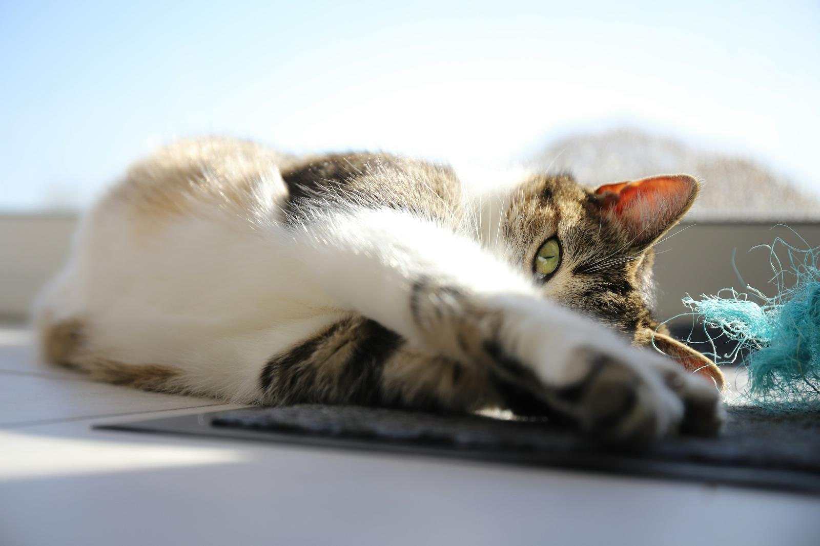 Pourquoi assurer un chaton : explication et conseils